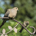 Dove, and Small Friend4908 by gardencat