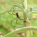 Itsy bitsy spider by studiouno