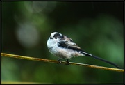 19th Aug 2014 - Long Tailed Tit