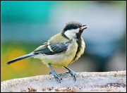 19th Aug 2014 - Great Tit