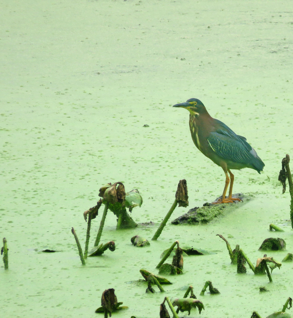 Green Heron on the lake by rminer