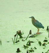 19th Aug 2014 - Green Heron on the lake