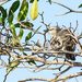 Baby Mockingbird (I think) by danette
