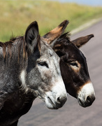 17th Aug 2014 - begging burros