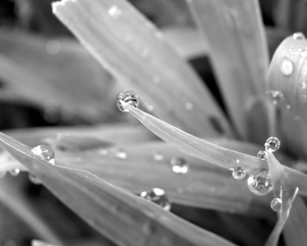 August 19: dew drops by daisymiller