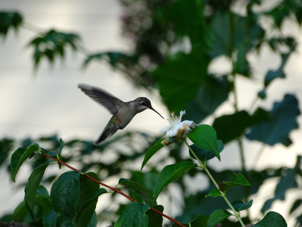 Mount Vernon Hummingbird by khawbecker
