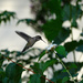 Mount Vernon Hummingbird by khawbecker