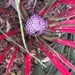 Amazing plant at Lanhydrock by jennymdennis