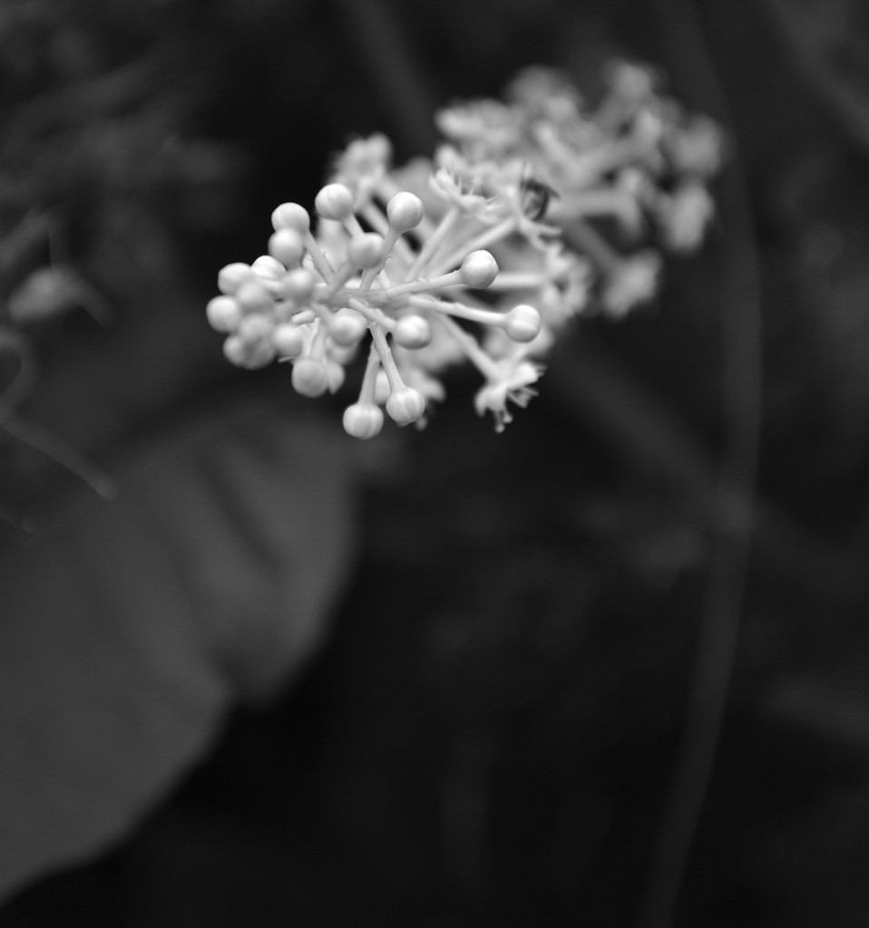 Nature in Black and White by mej2011