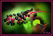17th Aug 2014 - Poke Berries