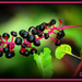 Poke Berries by vernabeth