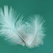 2014 08 18 Floating Feathers by kwiksilver