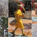 Just for fun/ Birds in the Mall. by happysnaps