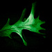 A Simple Leaf by ukandie1
