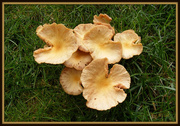 19th Aug 2014 - Mushrooms