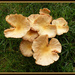 Mushrooms by essiesue