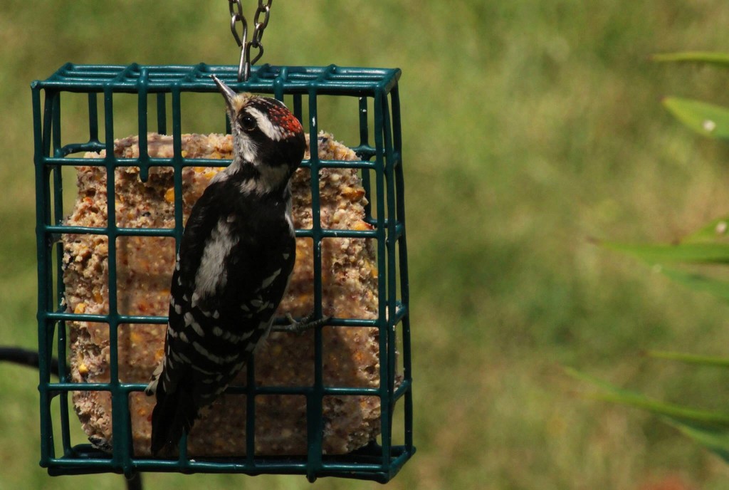 Woodpecker by mzzhope