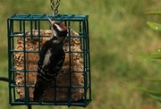 19th Aug 2014 - Woodpecker