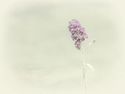19th Aug 2014 - Single purple flower....