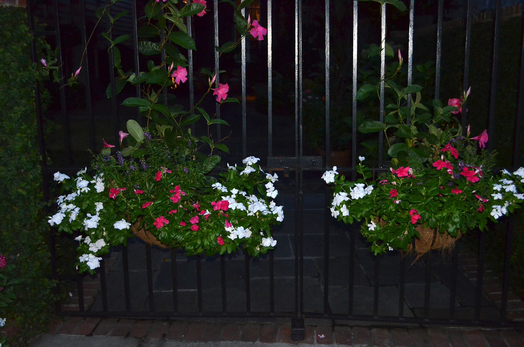 Early evening flowers and iron fence by congaree