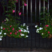 Early evening flowers and iron fence by congaree