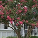 Crape myrtle in full bloom -- the epitome of summer by congaree