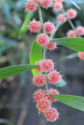 20th Aug 2014 - Red wattle!