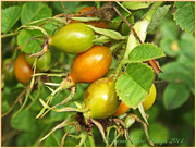 20th Aug 2014 - Ripening Rosehips