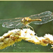 Common Darter Dragonfly by carolmw