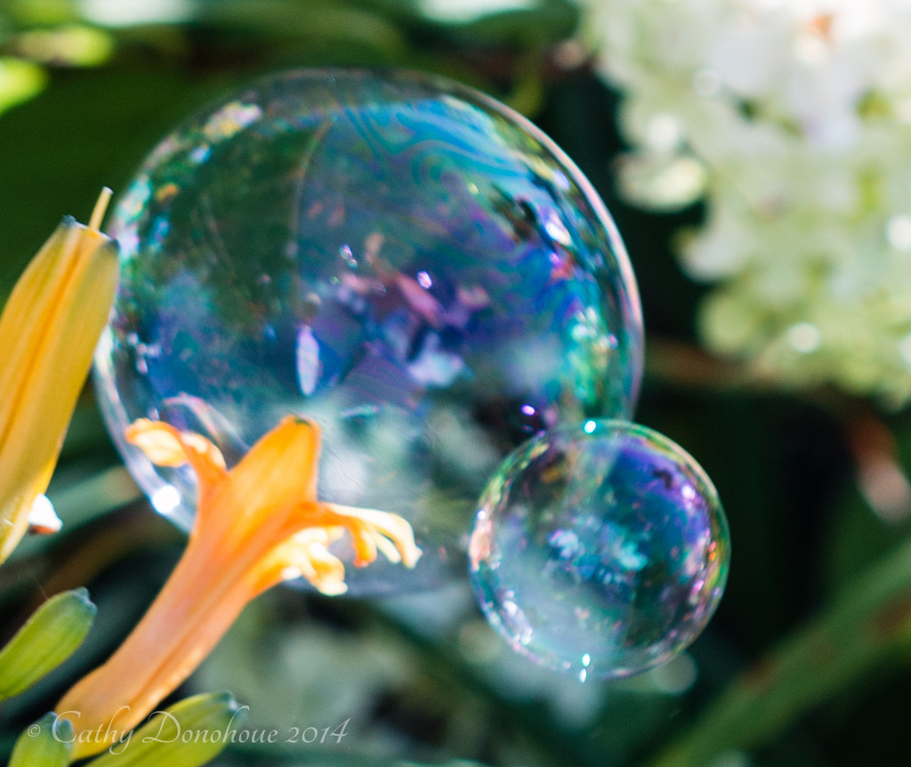 Tiny Bubbles by cdonohoue