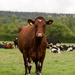 Cow 10 - 9-08 by barrowlane
