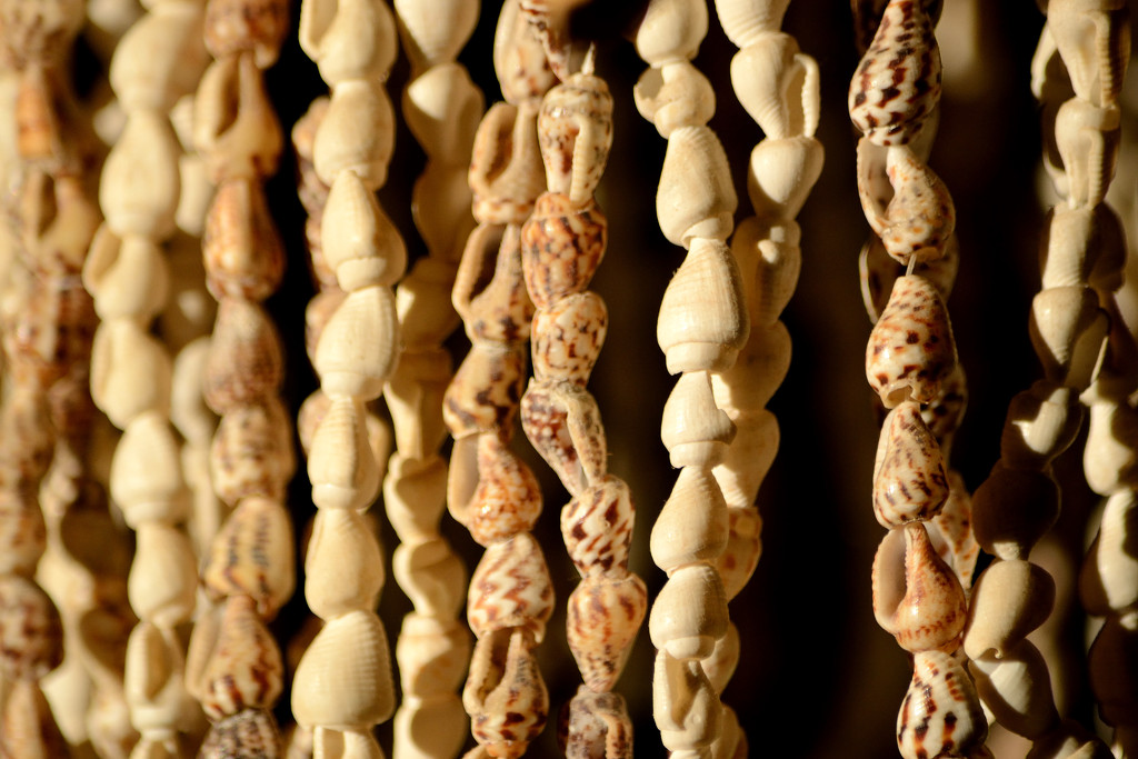 Shells by richardcreese