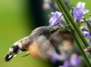 11th Aug 2014 - Hummingbird hawk moth