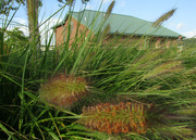 20th Aug 2014 - Ornamental grass