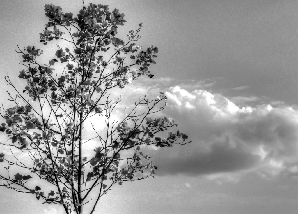 Tree and clouds by mittens