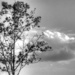 Tree and clouds by mittens