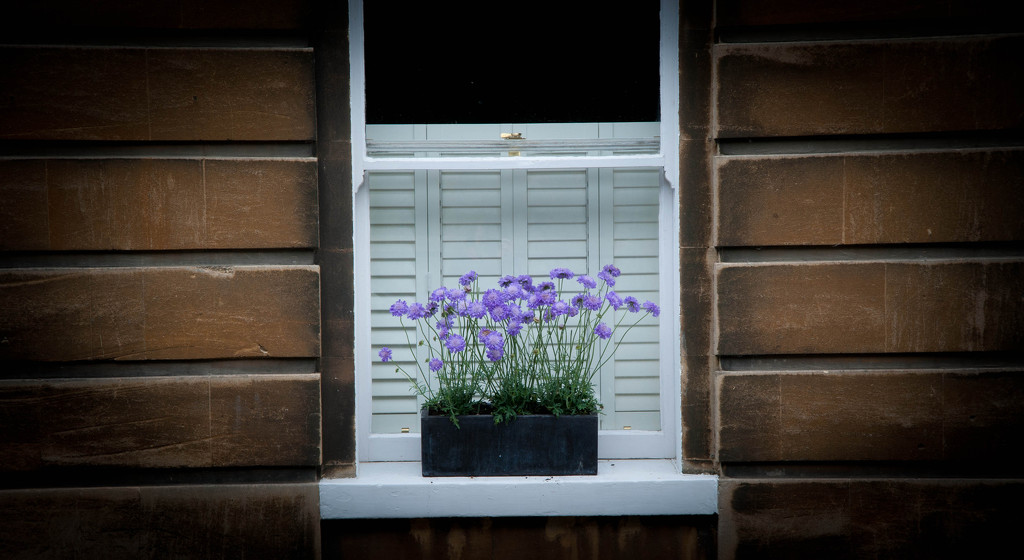 Window Box by tracybeautychick