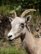 19th Aug 2014 - big horn ewe
