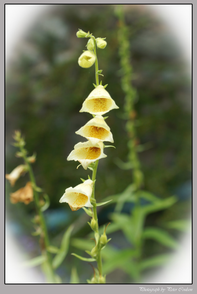 Yellow Foxglove? by pcoulson