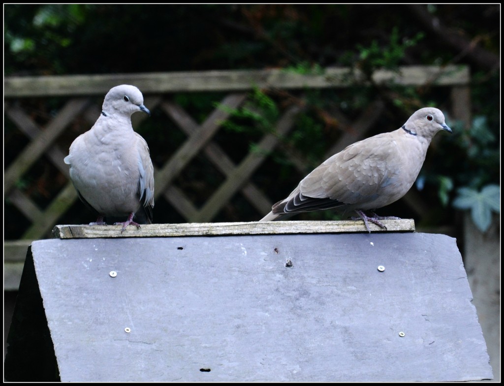 A pair of doves by rosiekind
