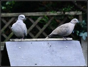 20th Aug 2014 - A pair of doves