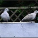 A pair of doves by rosiekind