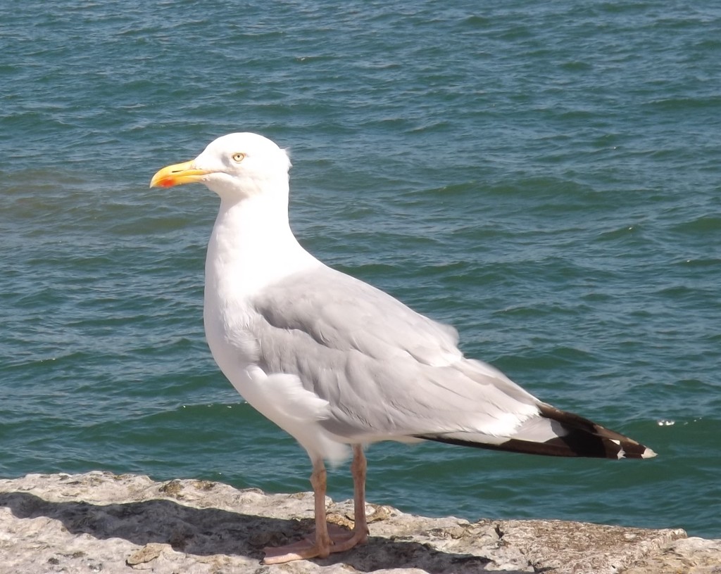 Seagull at Bridlington Harbour by plainjaneandnononsense