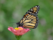 18th Aug 2014 - Monarch Butterfly in my garden