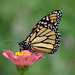 Monarch Butterfly in my garden by annepann