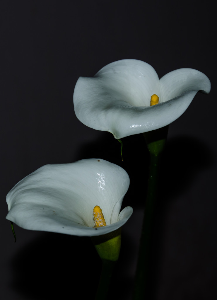 Arum Lilies by salza