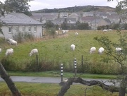 19th Aug 2014 - Sheep in the rain