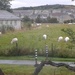 Sheep in the rain by sarah19