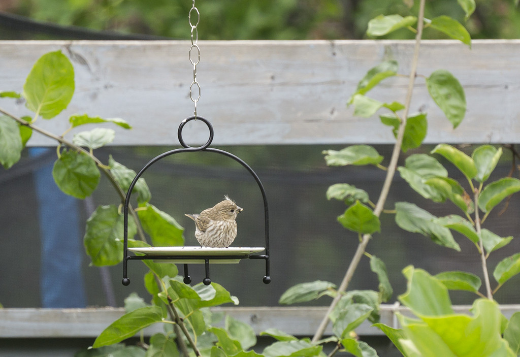 Juvenile House Finch by gardencat