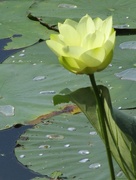 20th Aug 2014 - Water Lily